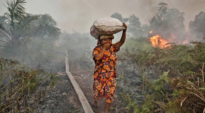 It’s Halloween and the Indonesia Rain Forest is on fire – what can I do?